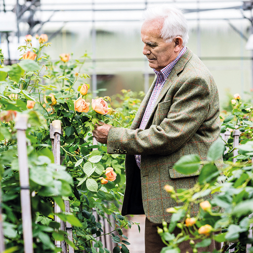 David Austin Senior In His Greenhouse