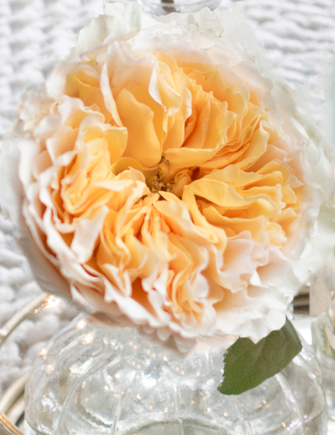 David Austin Beatrice rosa flor abierta