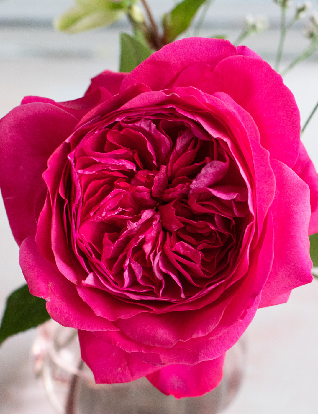 David Austin Capability Rose Open Bloom