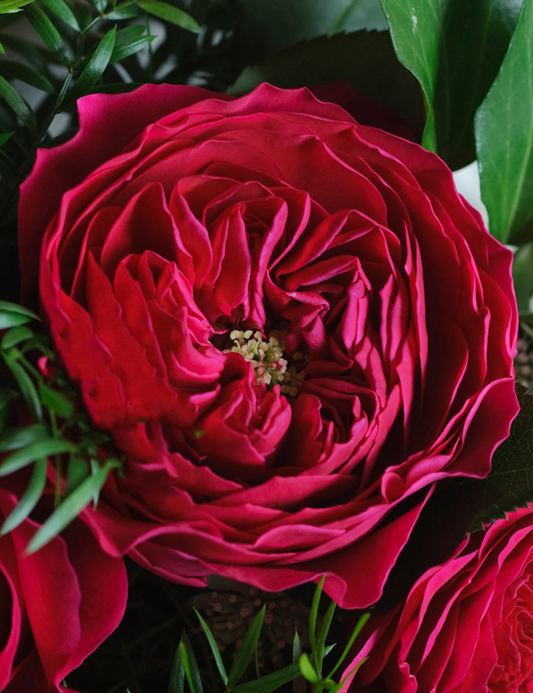 David Austin Darcey Offene Blüte der Rose