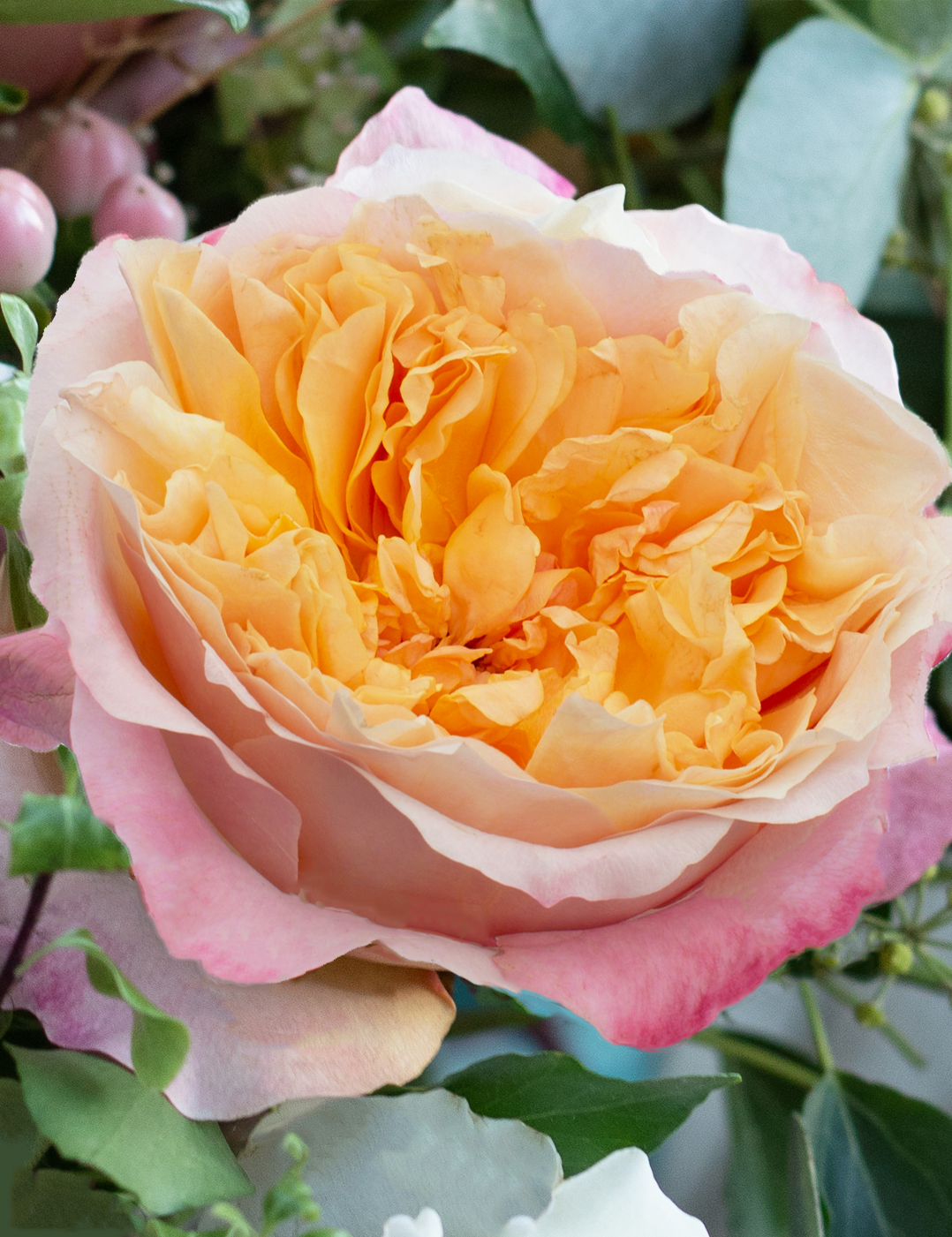 David Austin Edith Rose Open Bloom