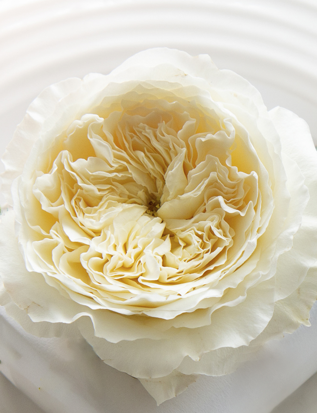 Sugar Flower Juliet Rose (Juliet David Austin Rose) - Cake Topper