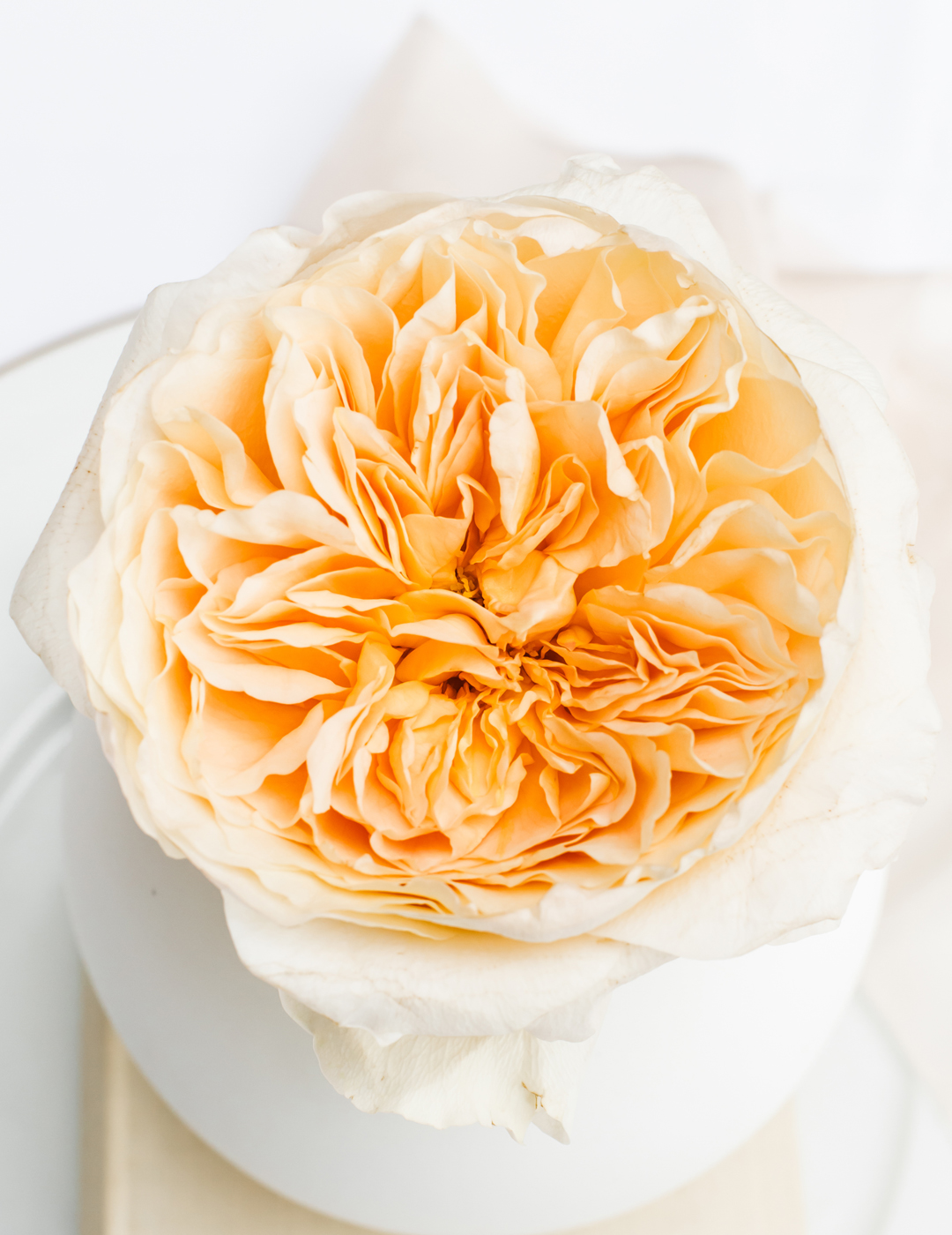 David Austin Effie Offene Blüte der Rose