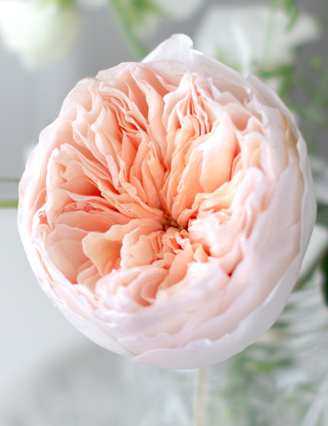 David Austin English Garden Roses - Juliet in Light Peach