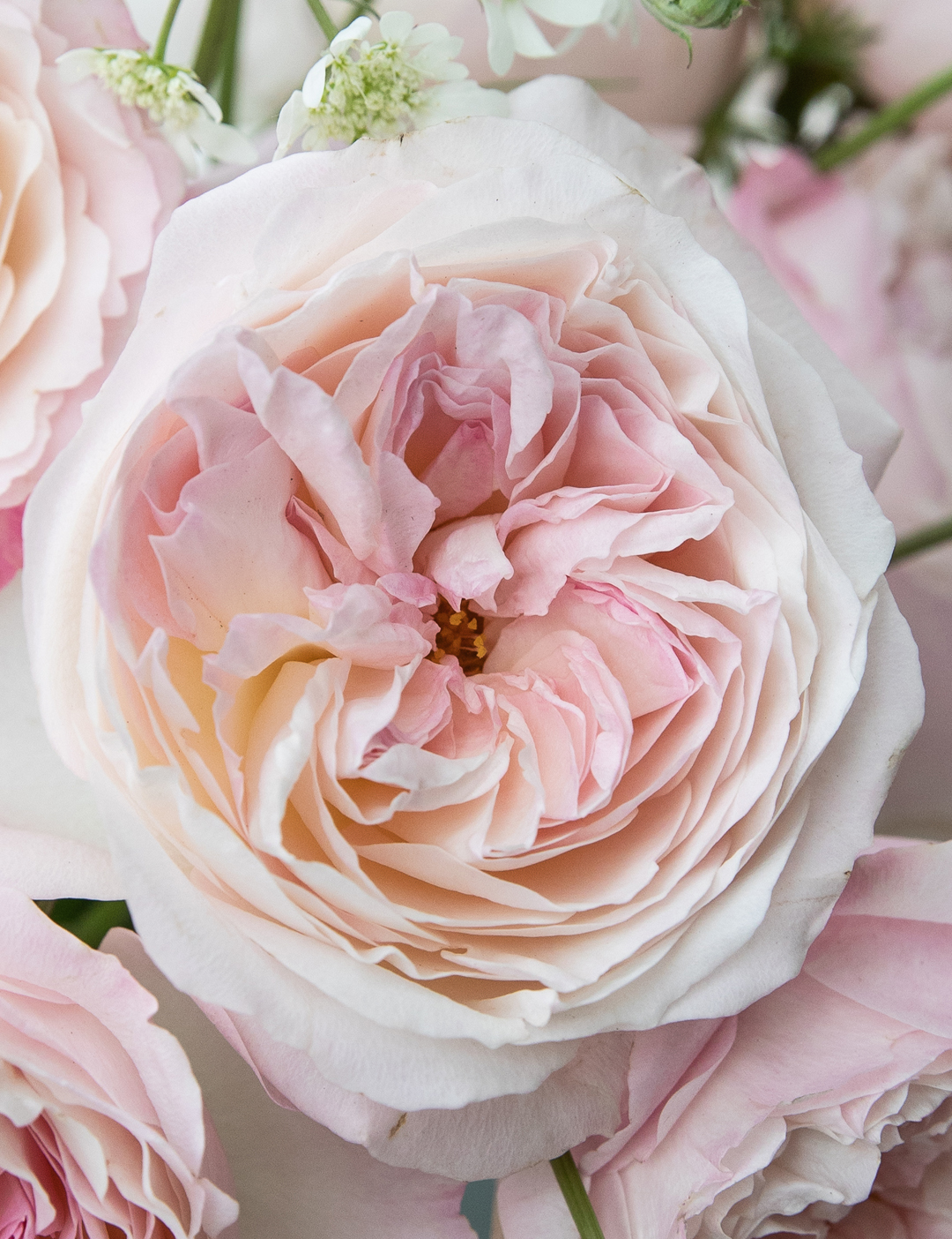 David Austin Kiera Rose Floración abierta
