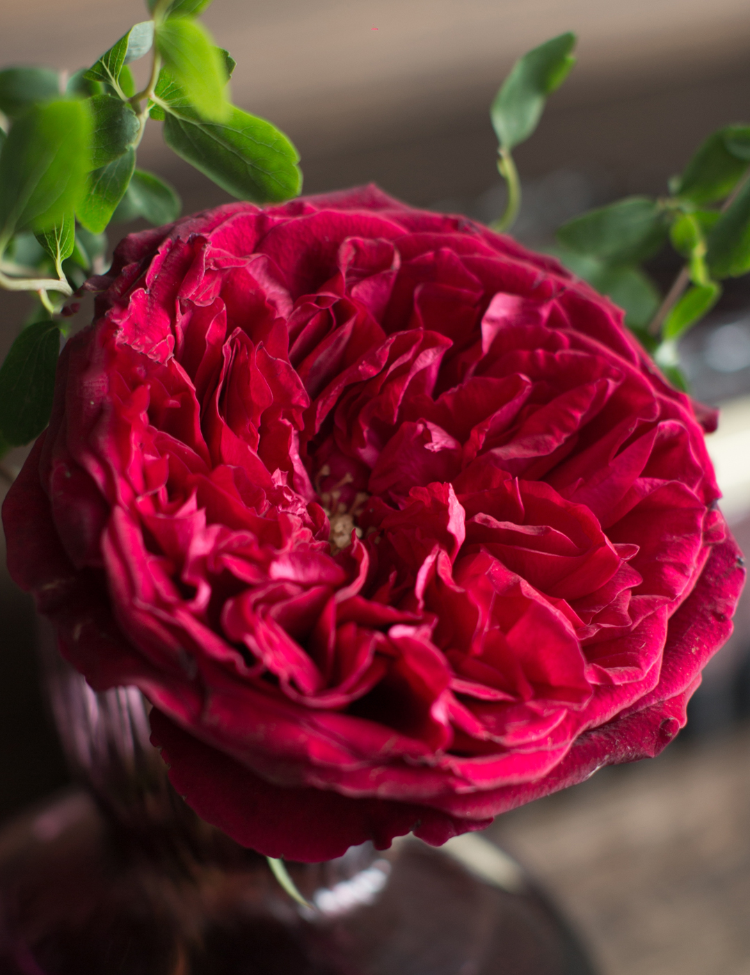 David Austin Tess Offene Blüte der Rose