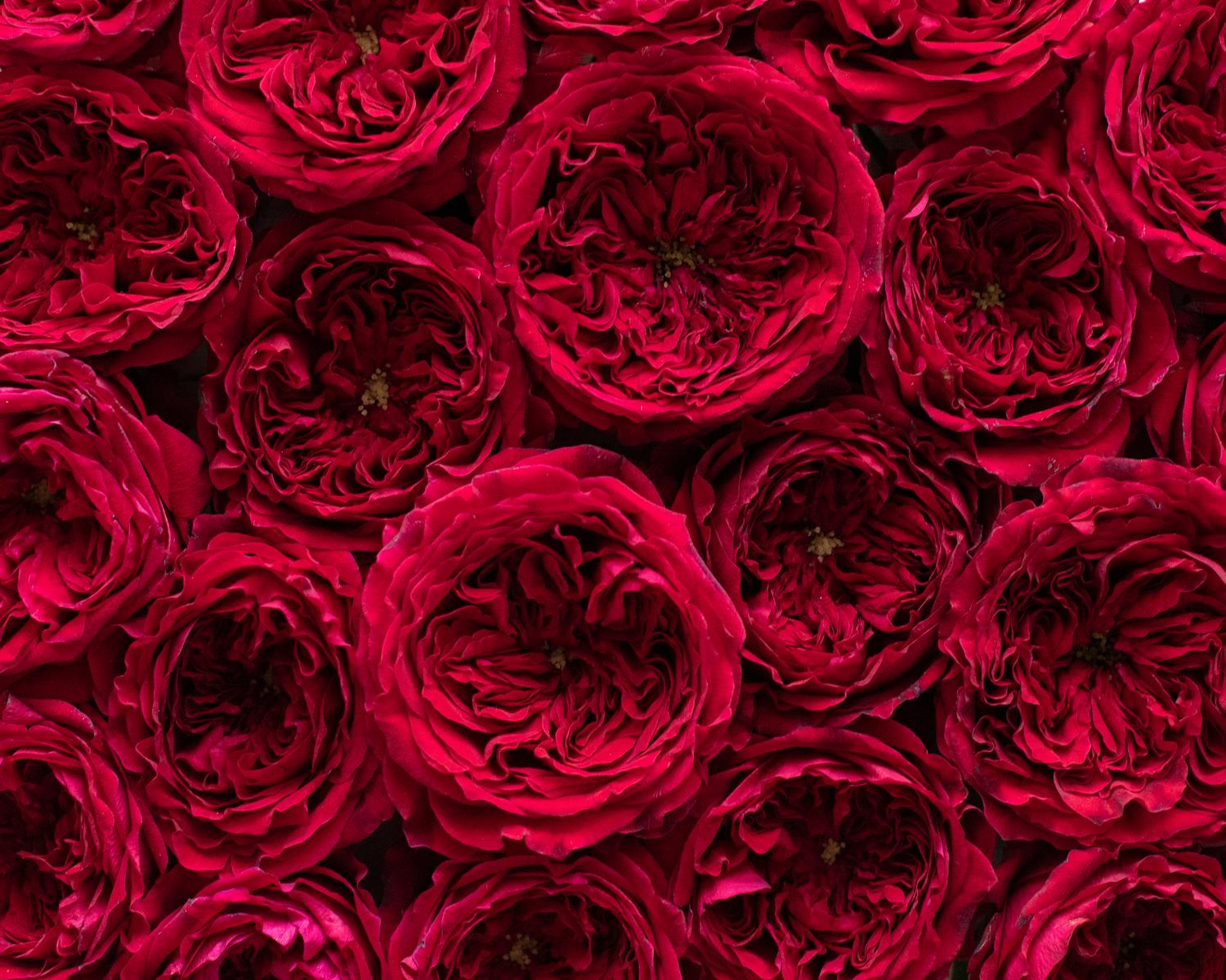 Tess David Austin Racimo de rosas