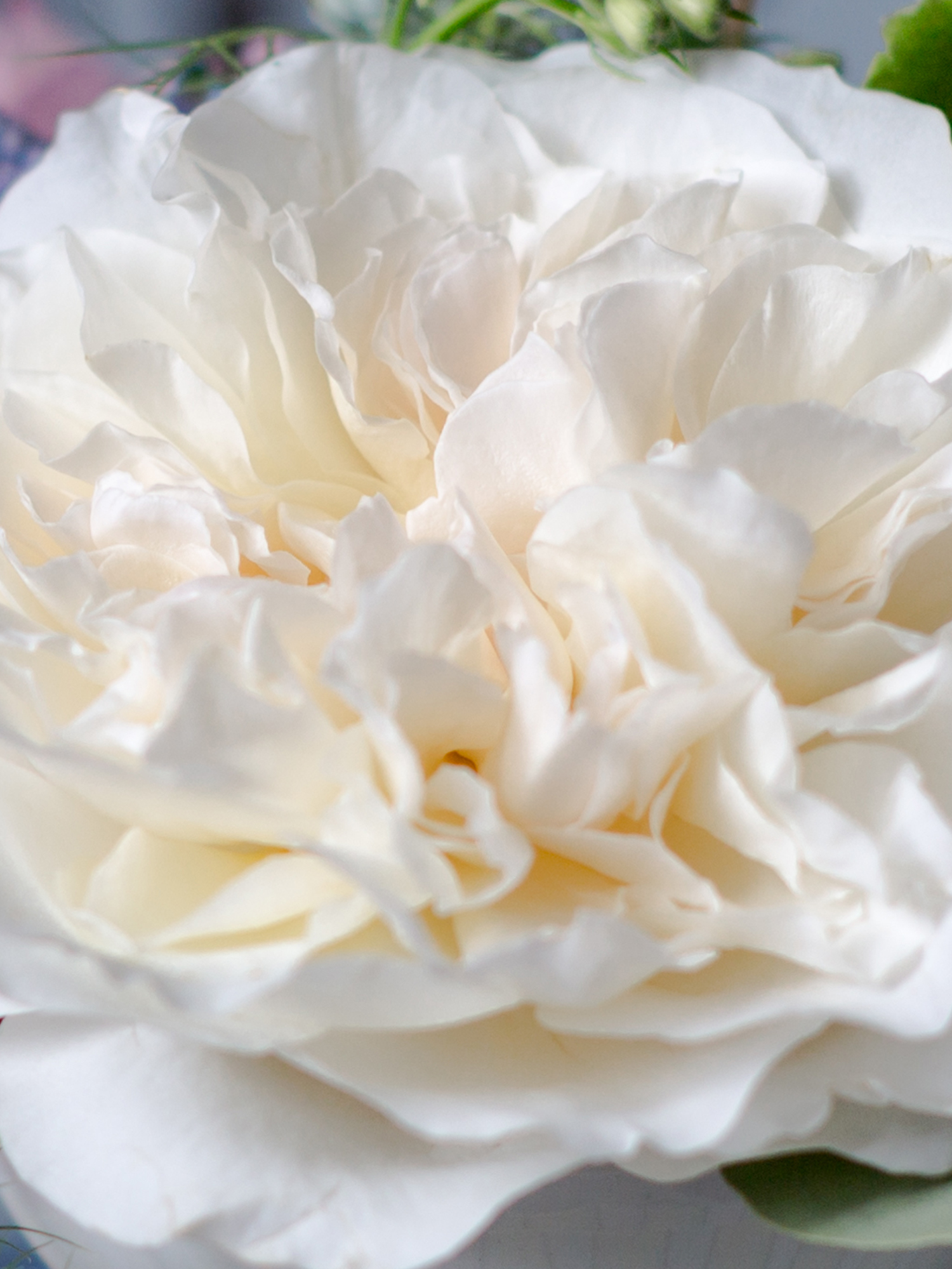 Eugénie Rose Close Up Pétales