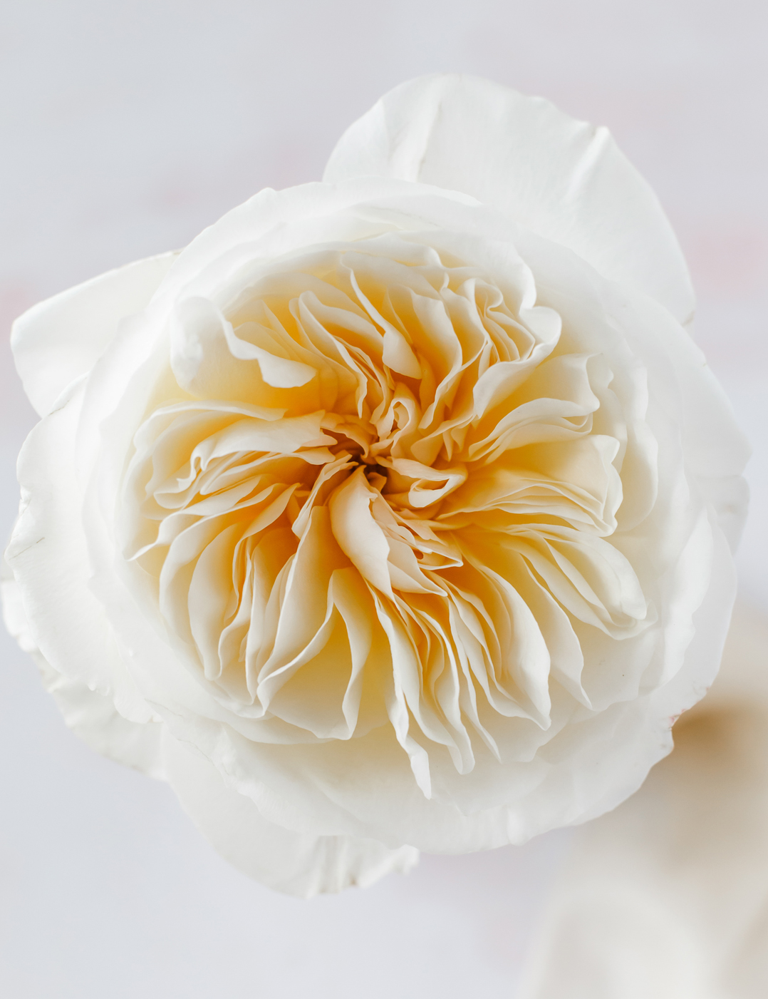 David Austin Bessie Rose fioritura aperta