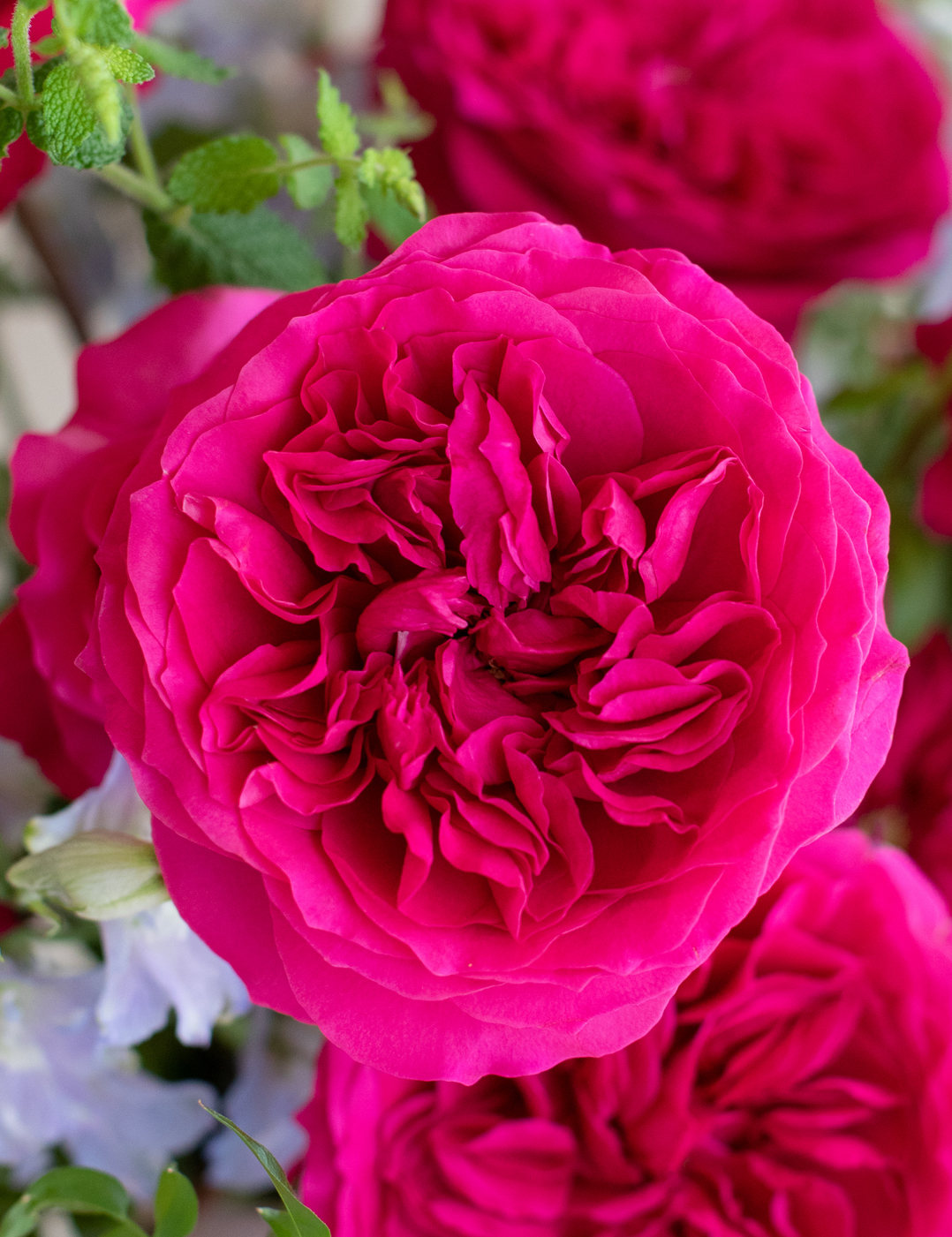 Hettie Pink Close Up Bloom