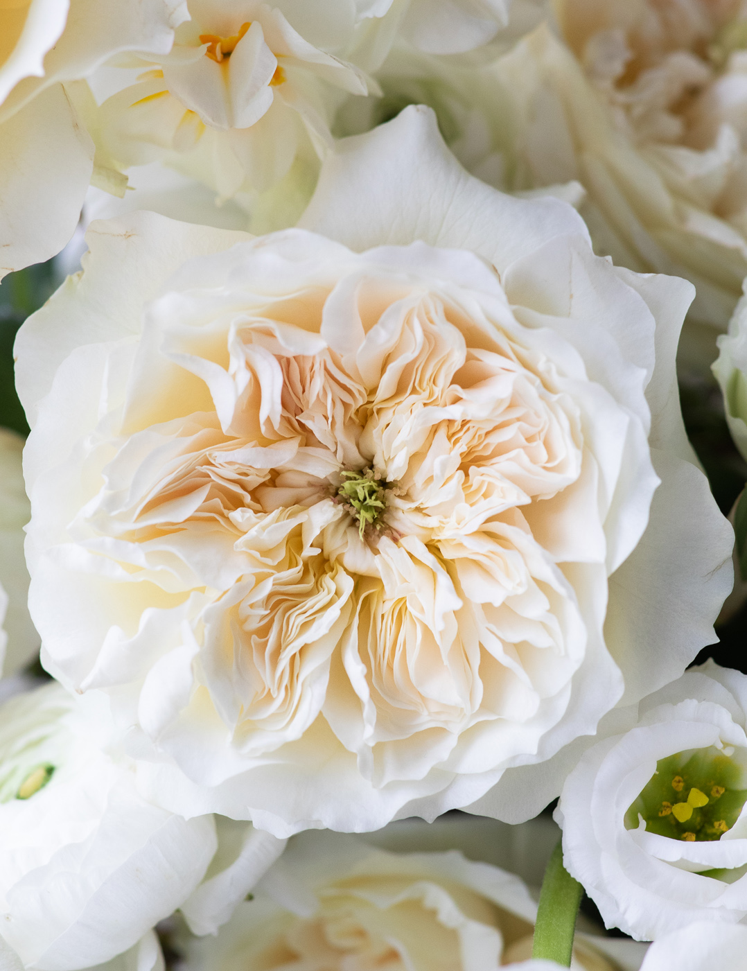 Enid Rose David Austin Roses
