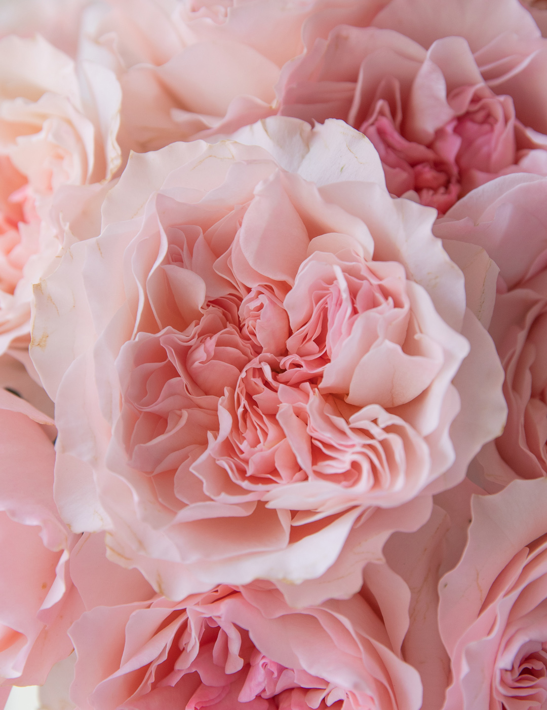 「ベティ」 切り花品種バラ苗　VICTORIAN WEDDIN♡Rose 私たちのバラ-デビッドオースティンの結婚式とイベントのバラ