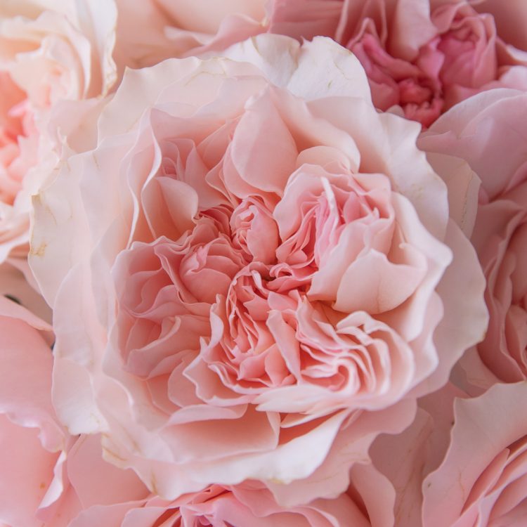 ariadne-pink-rose