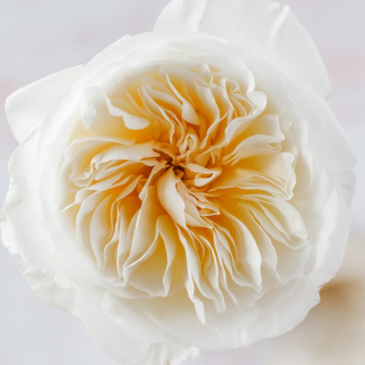 David Austin Bessie Rose fioritura aperta