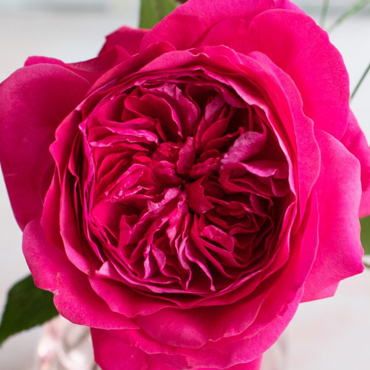 David Austin Capability Offene Blüte der Rose