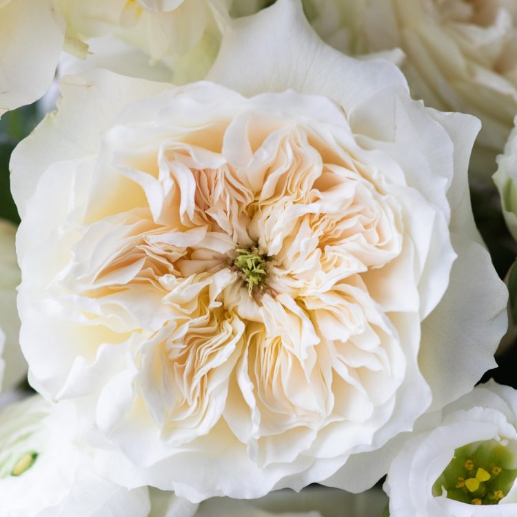Enid Rose David Austin Roses
