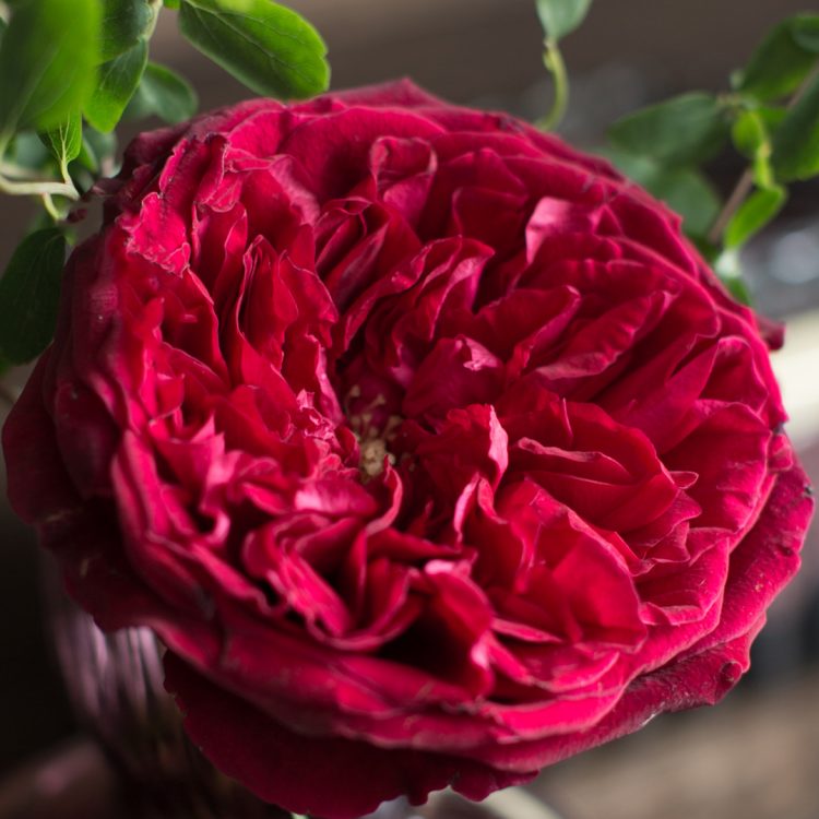 David Austin Tess Floraison ouverte de rose