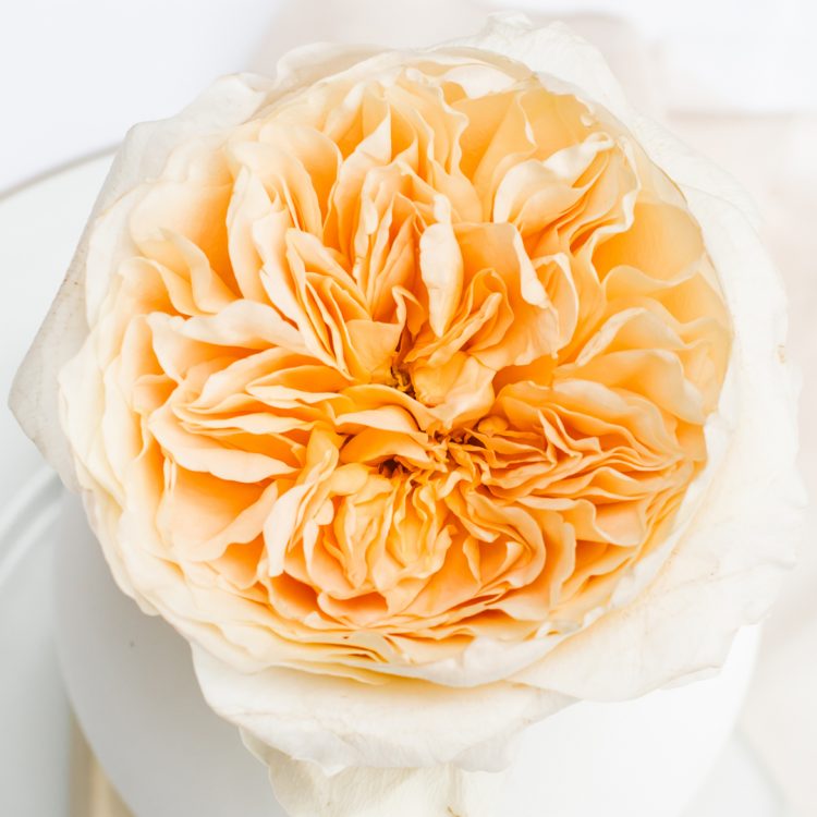 David Austin Effie Offene Blüte der Rose